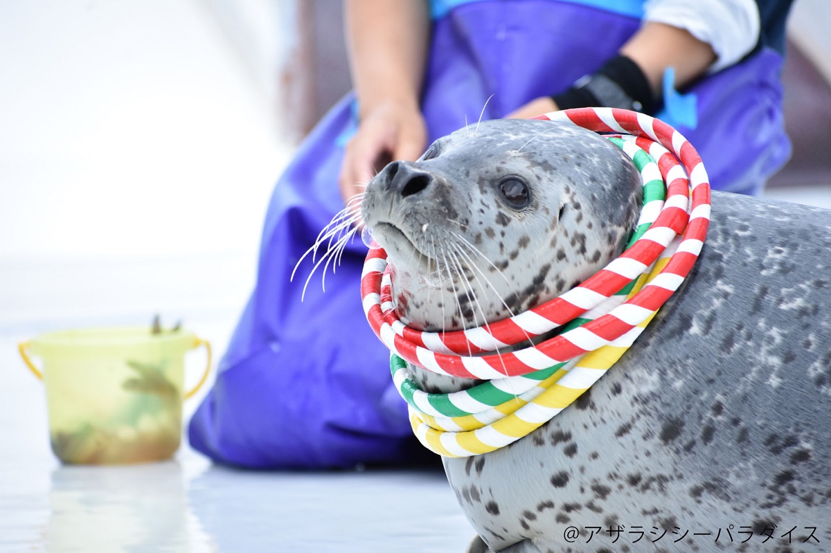 Rurubu Jp Img Srw Andmore Images Pwf