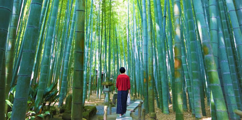 約2000本の孟宗竹が広がる鎌倉・報国寺「竹の庭」で優雅なお抹茶タイム