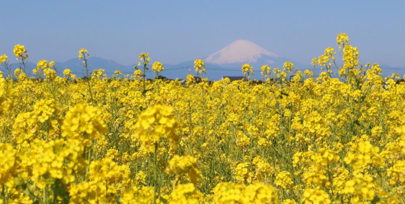 10万本の菜の花畑と富士山が絶景！横須賀「ソレイユの丘」へ日帰り旅