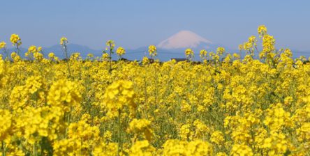 10万本の菜の花畑と富士山が絶景！横須賀「ソレイユの丘」へ日帰り旅