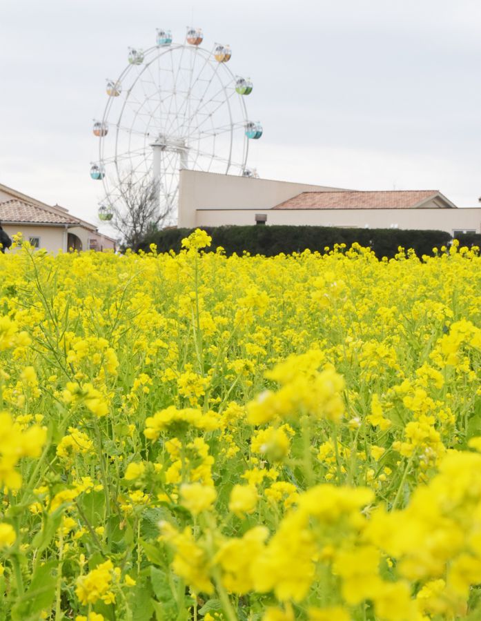 10万本の菜の花畑と富士山が絶景 横須賀 ソレイユの丘 へ日帰り旅 るるぶ More