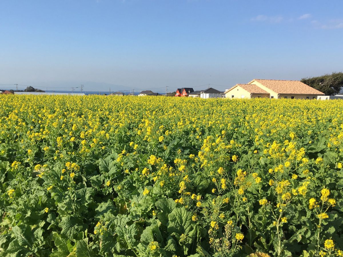 10万本の菜の花畑と富士山が絶景 横須賀 ソレイユの丘 へ日帰り旅 るるぶ More