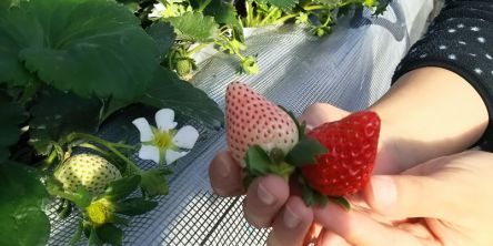 群馬県でおすすめのいちご狩り2021（時期：12月～6月）食べ放題が人気！