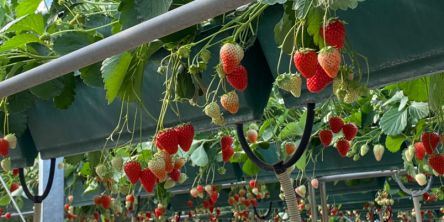 埼玉県でおすすめのいちご狩り2021（時期：12月～6月）食べ放題が人気！