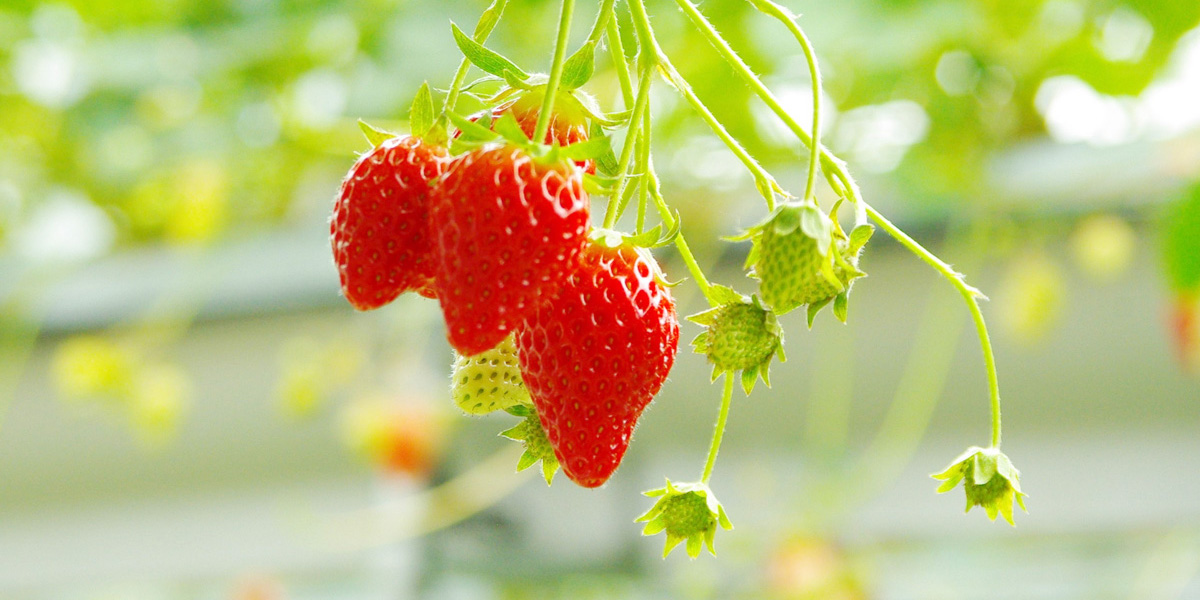 東京都でおすすめのいちご狩り21 時期 12月 5月 るるぶ More