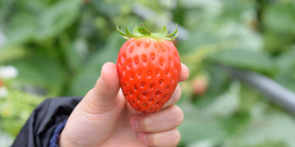 富山県でおすすめのいちご狩り21 時期 5月 6月 食べ放題が人気 るるぶ More