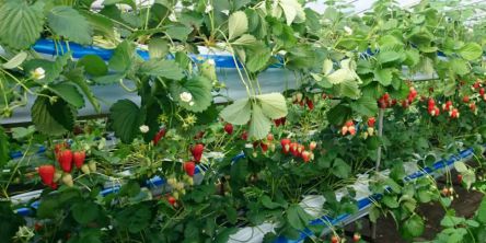 岐阜県でおすすめのいちご狩り2021（時期：12月～6月）食べ放題が人気！