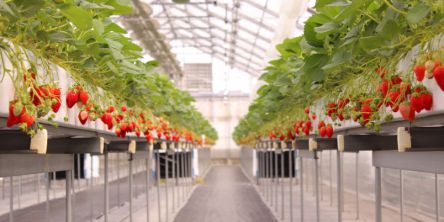 大阪府でおすすめのいちご狩り2021（時期：12月～6月）食べ放題も人気！