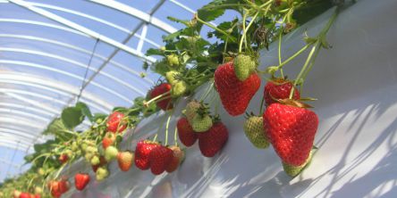 兵庫県でおすすめのいちご狩り2021（時期：11月～6月）食べ放題も人気！