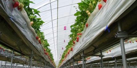 鳥取県でおすすめのいちご狩り2021（時期：3月～6月）食べ放題が人気！