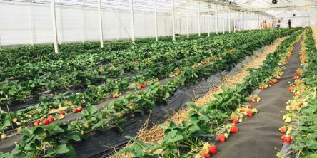 福岡県でおすすめのいちご狩り2021（時期：12月～6月）食べ放題が人気！