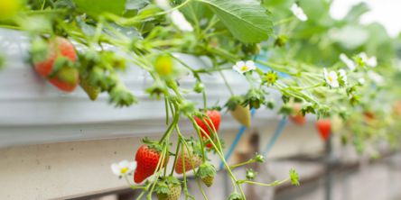 大分県でおすすめのいちご狩り2021（時期：12月～5月）食べ放題が人気！