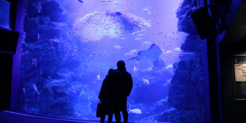 冬の京都デートに 恋 にあふれる京都水族館の ふゆ恋すいぞくかん るるぶ More
