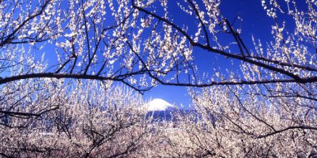 関東の梅の名所おすすめ7選！例年の見頃や2021年の梅まつり開催有無もチェック！