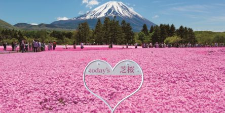 関東最大級！約52万株の芝桜の絶景「2021富士芝桜まつり」が4月17日（土）開幕