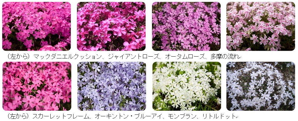 関東最大級 約52万株の芝桜の絶景 21富士芝桜まつり が4月17日 土 開幕 るるぶ More
