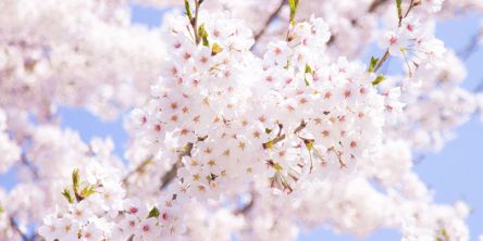 中国・四国のお花見・桜名所ランキング（2021）人気の夜桜や桜祭りも！
