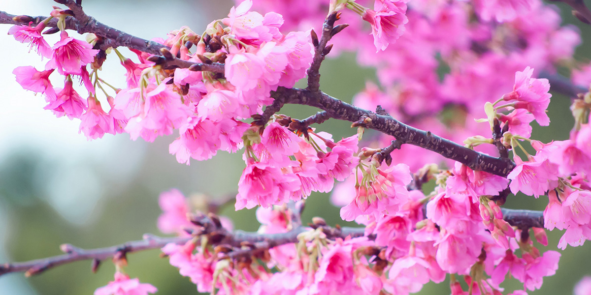沖縄県のお花見 桜の名所 21 早咲きのピンクの寒緋桜が見事 るるぶ More