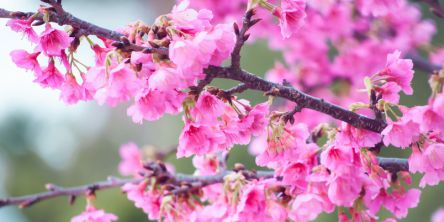 沖縄県のお花見・桜の名所（2021）早咲きのピンクの寒緋桜が見事！