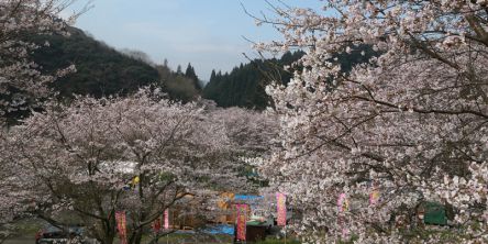大分県のお花見・桜の名所（2021）夜桜・ライトアップや桜祭りも