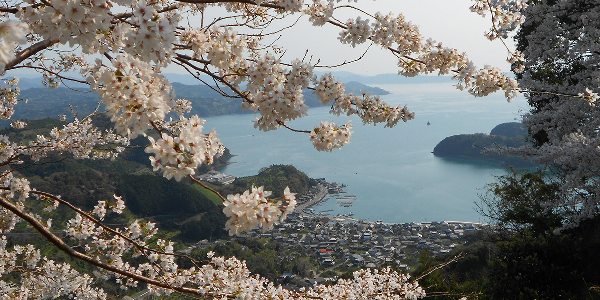 愛媛県のお花見 桜の名所 21 夜桜 ライトアップや桜祭りも るるぶ More