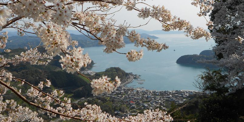 愛媛県のお花見 桜の名所 21 夜桜 ライトアップや桜祭りも るるぶ More