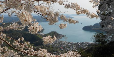 愛媛県のお花見・桜の名所（2021）夜桜・ライトアップや桜祭りも