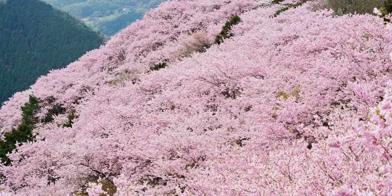 徳島県のお花見 桜の名所 21 夜桜 ライトアップや桜祭りも るるぶ More