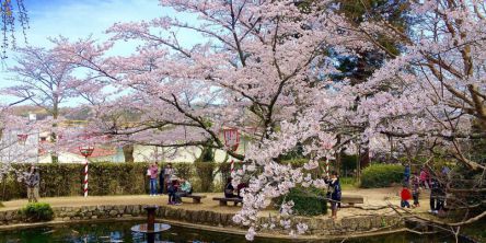 鳥取県のお花見・桜の名所（2021）夜桜・ライトアップや桜祭りも