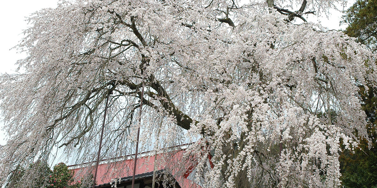 兵庫県のお花見 桜の名所 21 夜桜 ライトアップや桜祭りも るるぶ More