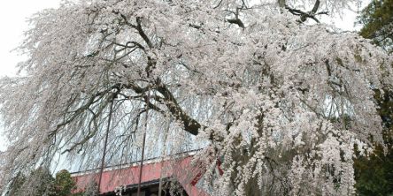 兵庫県のお花見・桜の名所（2021）夜桜・ライトアップや桜祭りも