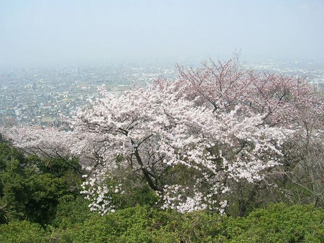 大阪府のお花見 桜の名所 21 夜桜 ライトアップや桜祭りも るるぶ More