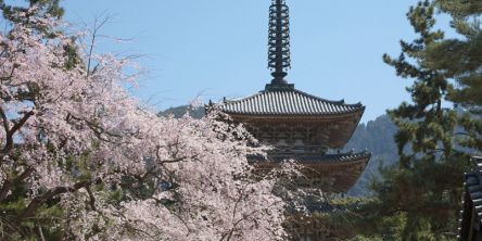 京都府のお花見・桜の名所（2021）夜桜・ライトアップや桜祭りも