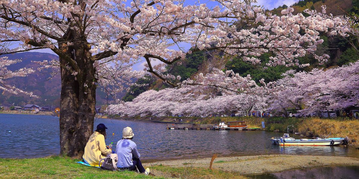 滋賀県のお花見 桜の名所 21 夜桜 ライトアップや桜祭りも るるぶ More