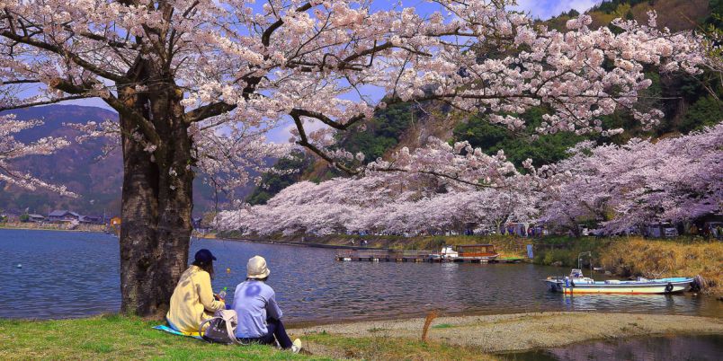 滋賀県のお花見 桜の名所 22年最新 夜桜 ライトアップや桜祭りも