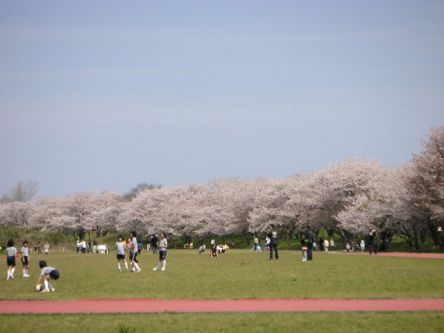 三重県のお花見・桜の名所（2021）夜桜・ライトアップや桜祭りも