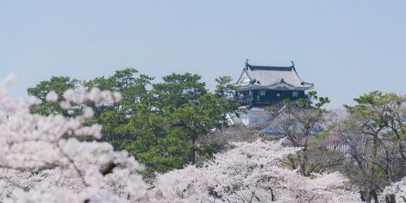 愛知県のお花見・桜の名所（2021）夜桜・ライトアップや桜祭りも