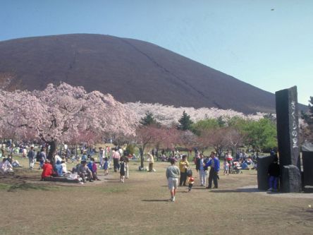 伊豆・熱海のお花見・桜の名所（2021）夜桜・ライトアップや桜祭りも
