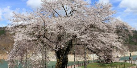 飛騨・高山周辺のお花見・桜の名所（2021）夜桜・ライトアップも