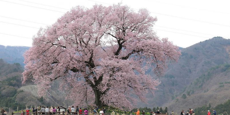 山梨県のお花見 桜の名所 21 夜桜 ライトアップや桜祭りも るるぶ More