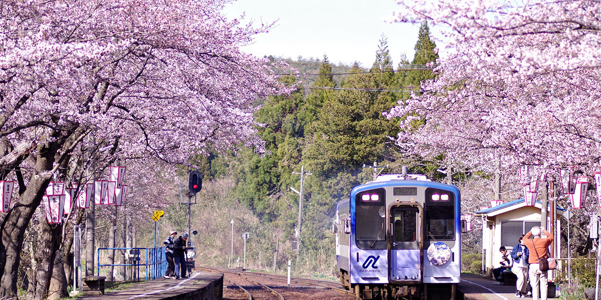 石川県のお花見 桜の名所 21 夜桜 ライトアップや桜祭りも るるぶ More