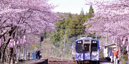 石川県のお花見・桜の名所（2021）夜桜・ライトアップや桜祭りも