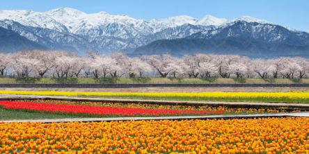 富山県のお花見・桜の名所（2021）夜桜・ライトアップや桜祭りも