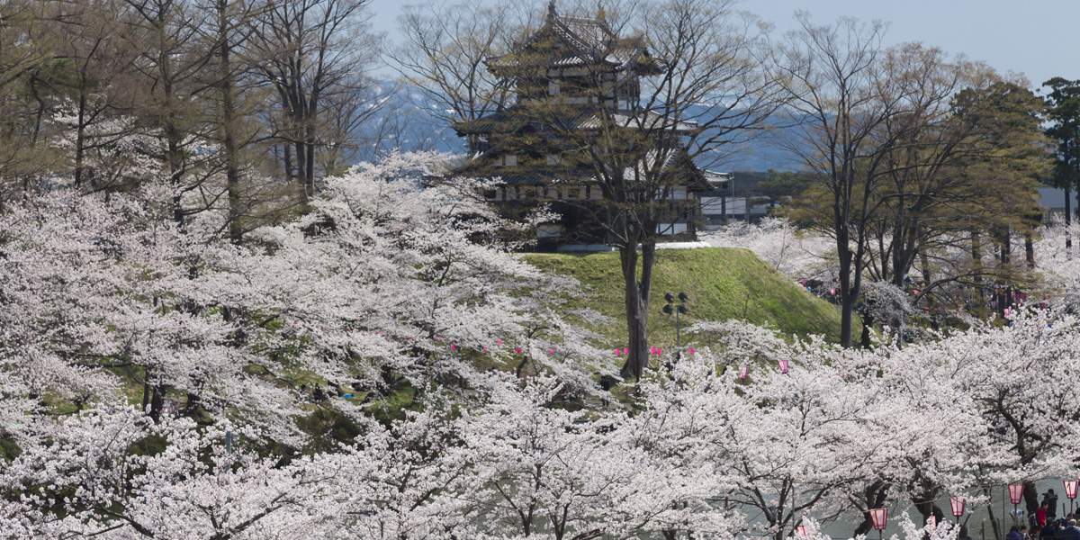 新潟県のお花見 桜の名所 21 夜桜 ライトアップや桜祭りも るるぶ More