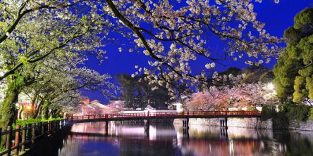 神奈川県のお花見・桜の名所（2021）夜桜・ライトアップや桜祭りも