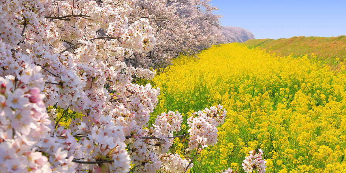 埼玉県のお花見 桜の名所 21 夜桜 ライトアップや桜祭りも るるぶ More