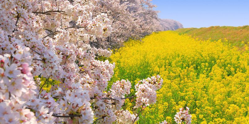 埼玉県のお花見 桜の名所 22年最新 夜桜 ライトアップや桜祭りも