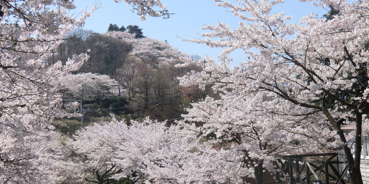 群馬県のお花見 桜の名所 22年最新 夜桜 ライトアップや桜祭り
