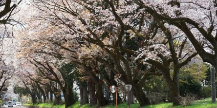 栃木県のお花見・桜の名所（2021）夜桜・ライトアップや桜祭りも