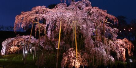 福島県のお花見・桜の名所（2021）夜桜・ライトアップや桜祭りも